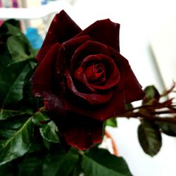 Close-up of red rose