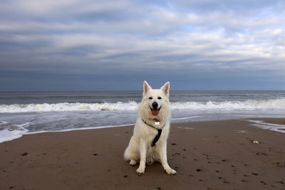 Portrait of a dog on beach