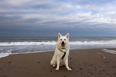Portrait of a big white dog on beach in denmark