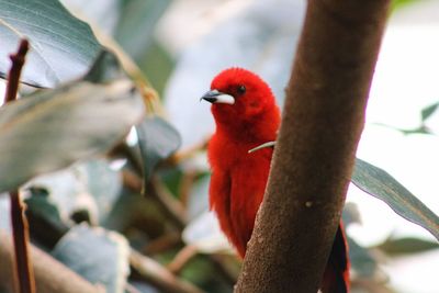 Close-up of parrot perching on branch