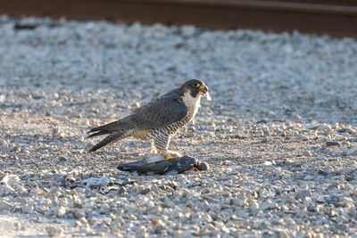 Close-up of peregrine falcon