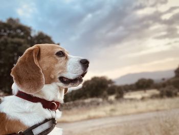 Close-up of dog