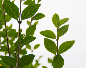 Close-up of plant