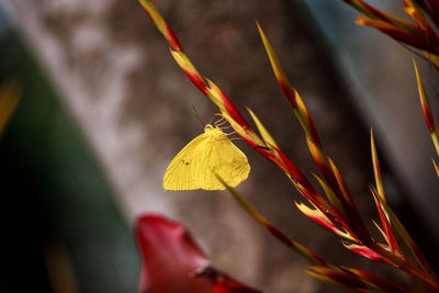 Cloudless sulfurs butterfly phoebis sennae perches on a red and yellow heliconia flower in naples