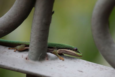 Close-up of lizard