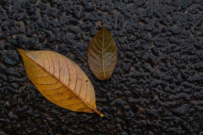 High angle view of dry leaf on leaves