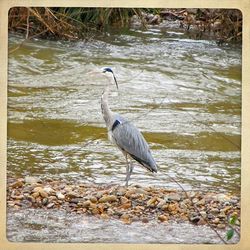 Bird in water