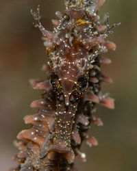 Close-up of crab on dry plant