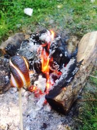 Close-up of plant against white background