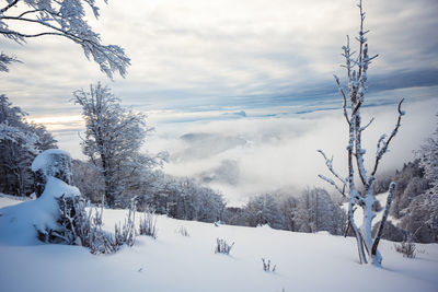 Snow covered land and trees against sky