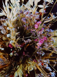 Close-up of flowering plant