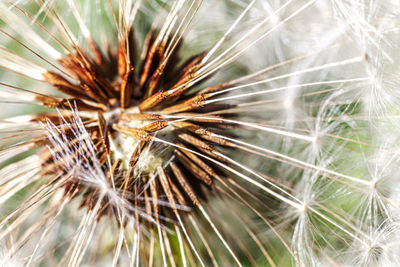 Close-up of dandelion on plant