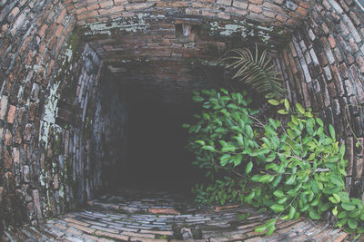 Plants growing by old building