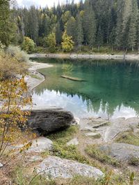 Scenic view of lake in forest