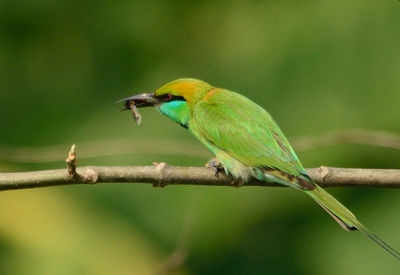 Close-up of bird perching on branch