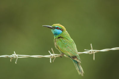 Close-up of bird perching on barbed wire