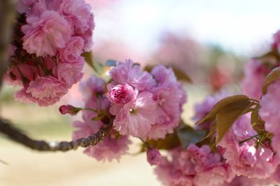 Close-up of pink cherry blossoms