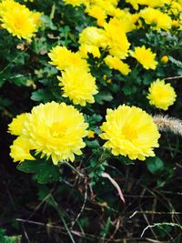 Close-up of yellow flowers blooming outdoors