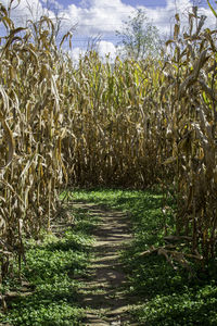 Crops growing on field against sky