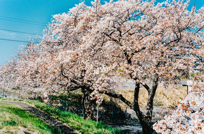 Cherry blossom tree against sky