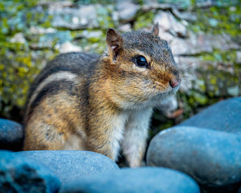 Close-up of squirrel on rock