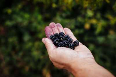 Midsection of person holding fruit