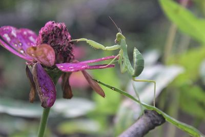 Close-up of pink flowering plant