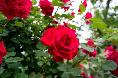 Close-up of pink rose