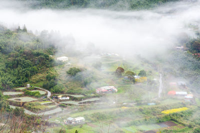 High angle view of trees and plants