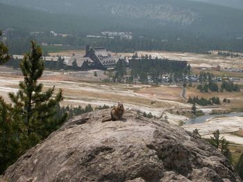 View of an animal on rock