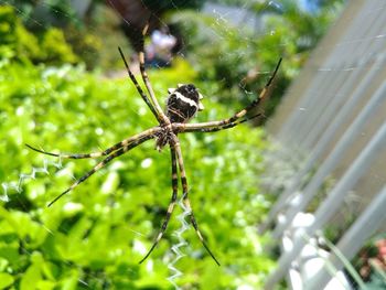 Close-up of spider on web