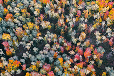 Close-up of red flowering plants on field