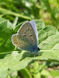 Close-up of butterfly on leaf