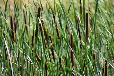 Close-up of cattail in field