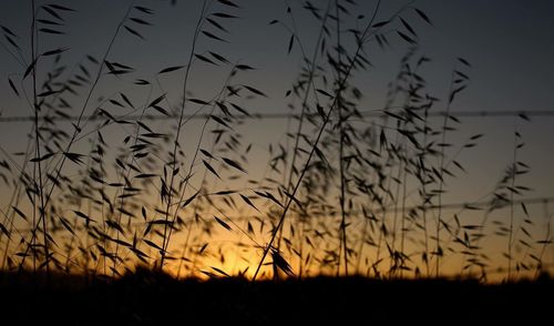 Silhouette plants on field against sky at sunset