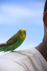 Close-up of bird