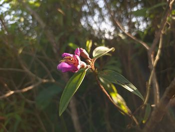 Close-up of pink flowering plant