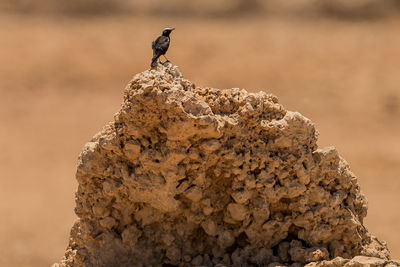 Bird perching on rock