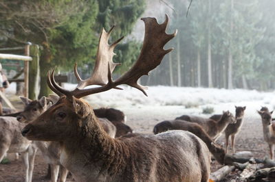 Deer on tree