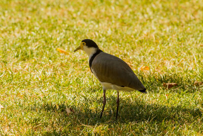 Bird perching on a field