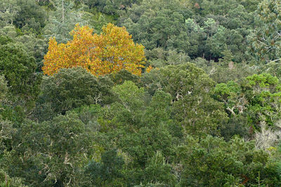 High angle view of yellow flowering plants on land