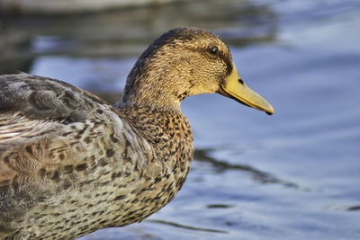 Close-up of a duck