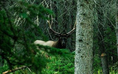 View of deer in forest