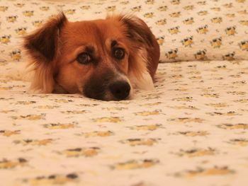 Close-up portrait of dog lying on floor