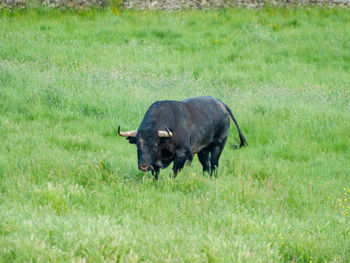 Horse in a field