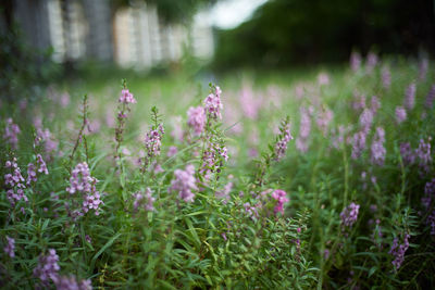 Close-up of pink flowering plants on field