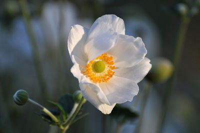 Close-up of white flowering plant