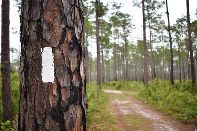 Pine trees in forest