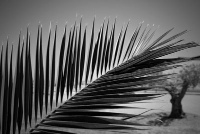 Close-up of palm frond leaves