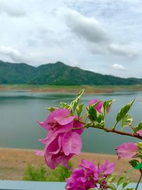 Close-up of pink flowering plant by lake against sky